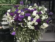 Bestelbaar tot 9 maart Engelse hanging basket Blauw-wit mix in draadmand 40 cm met jute bekleed
