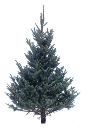 Echte kerstboom FRASERI gezaagd 150-175 cm geboord voor Easyfix standaard