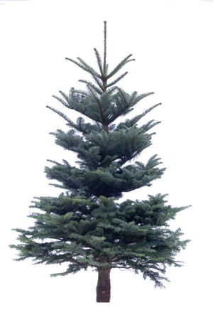 Echte kerstboom NOBILIS gezaagd 150-175 cm geboord voor Easyfix standaard