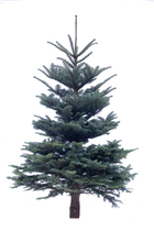 Echte kerstboom NOBILIS gezaagd 175-200 cm geboord voor Easyfix standaard