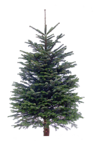 Echte kerstboom Nordmann gezaagd 125-150 cm geboord voor Easyfix standaard - afbeelding 1